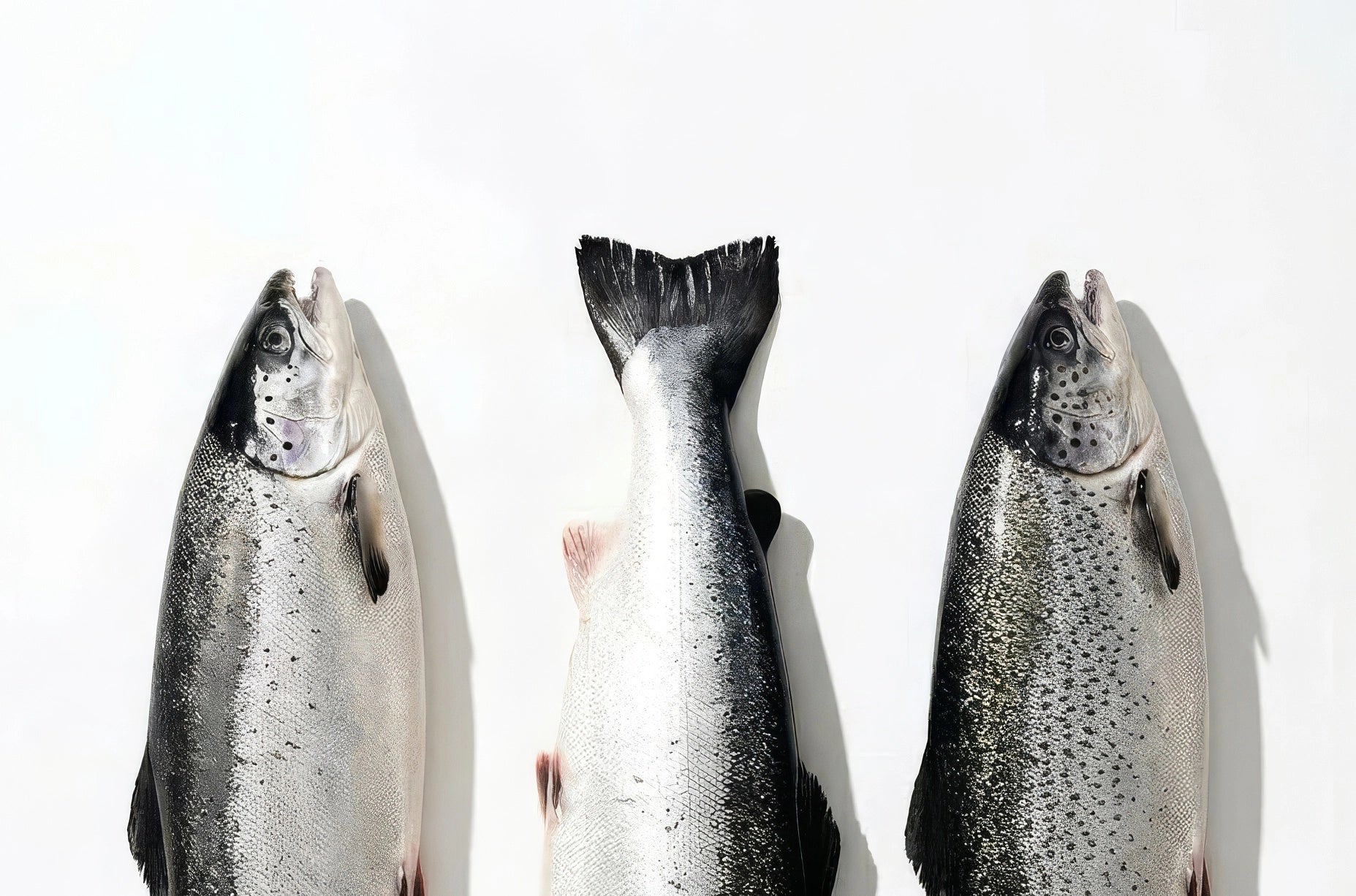 Wild Alaskan Salmon pattern on a clean white field