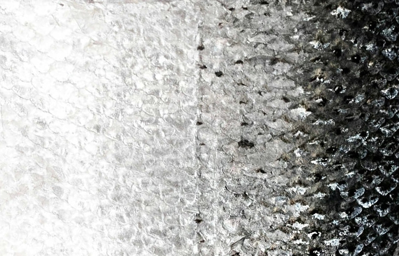 Close-up texture of Wild Alaskan Salmon skin