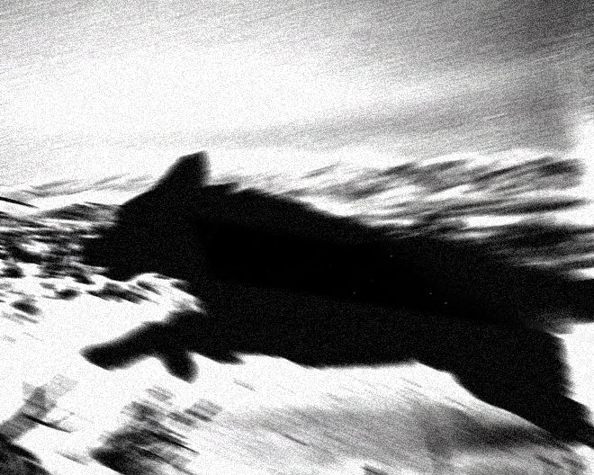 Blurred motion of dog running through snow